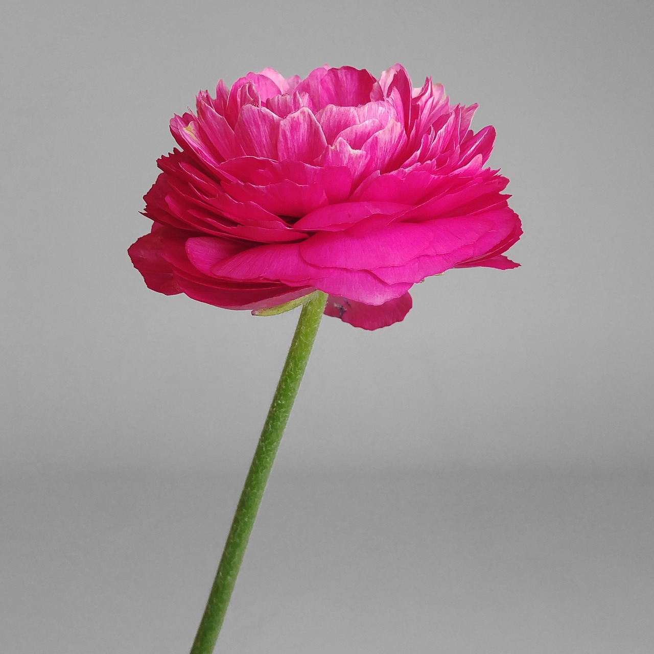flower rosa linda free photo