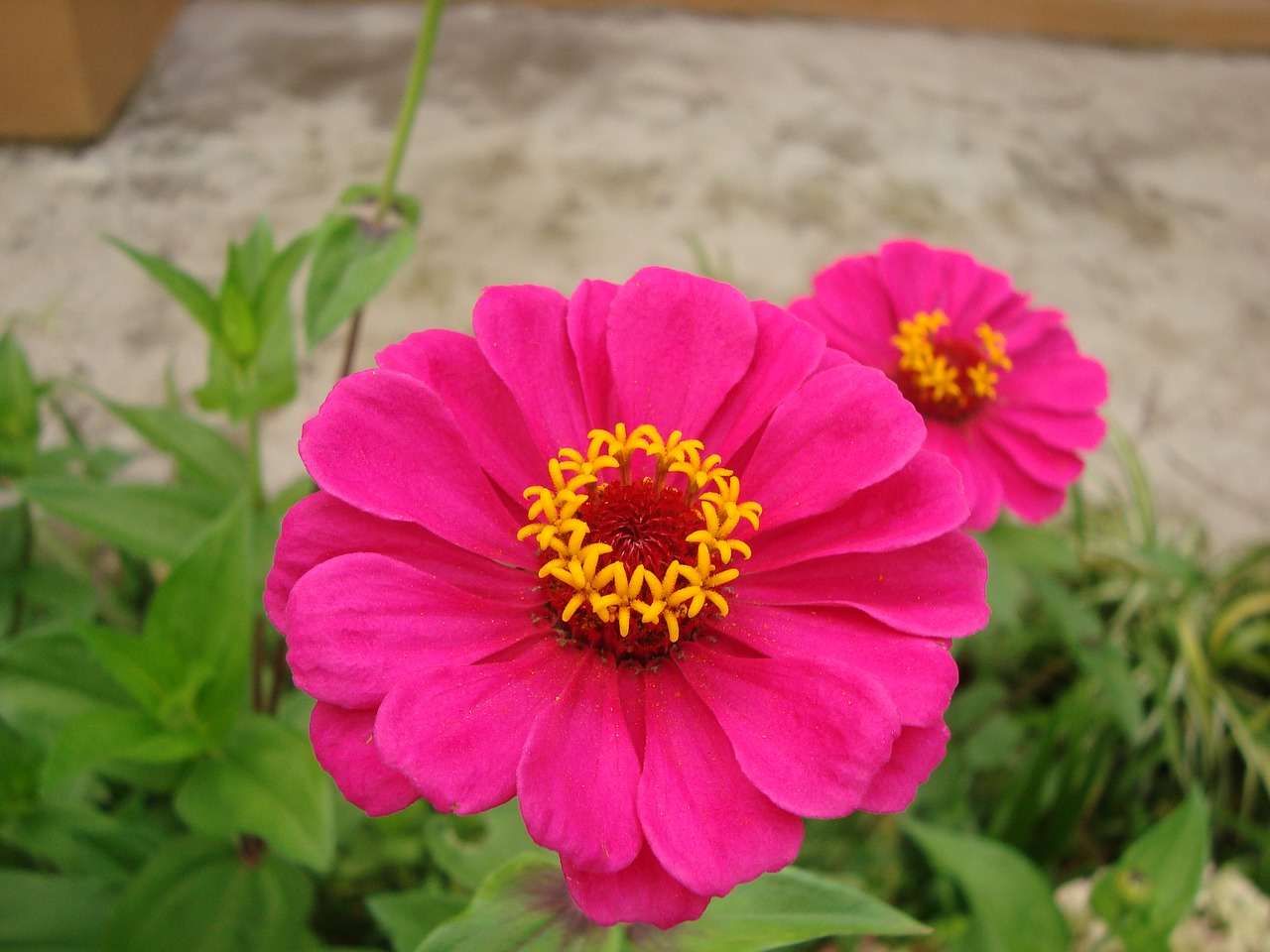 zinnia flower flowers free photo