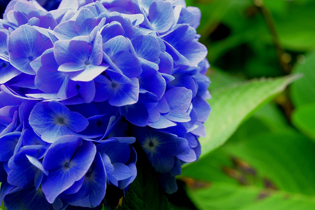 Фото синие цветы в хорошем качестве