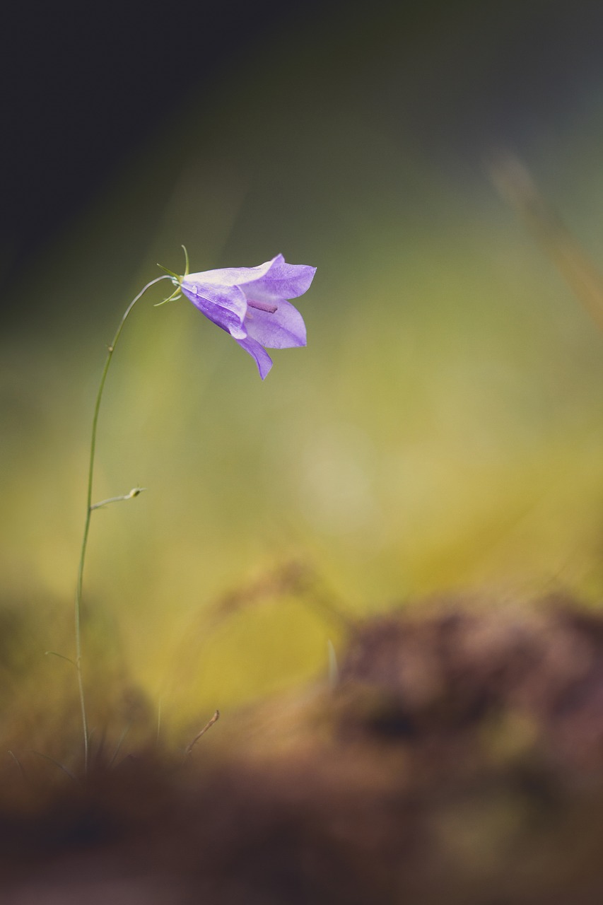 flower nature bellflower free photo