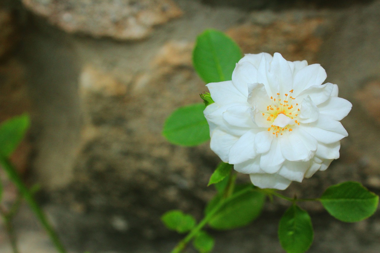 flower petals white flower free photo