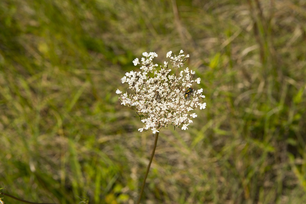 flower insect plant free photo