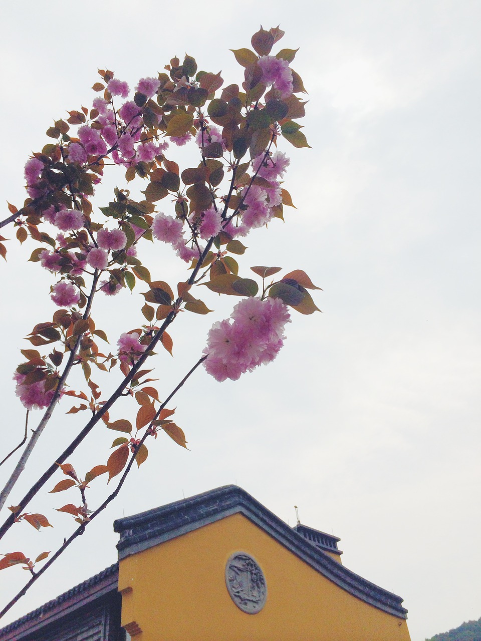 flower temple buddhism free photo