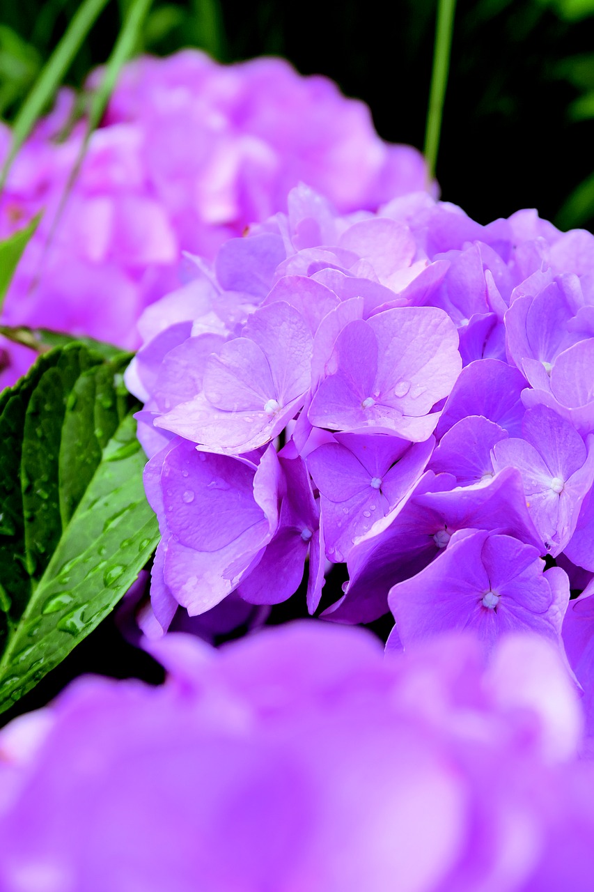 flower bloem hydrangea free photo