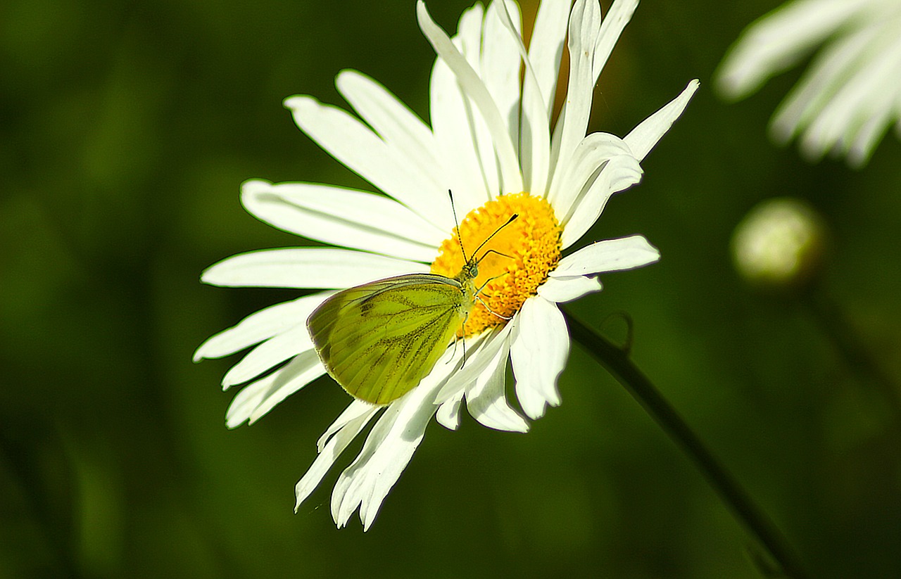 flower butterfly macro free photo