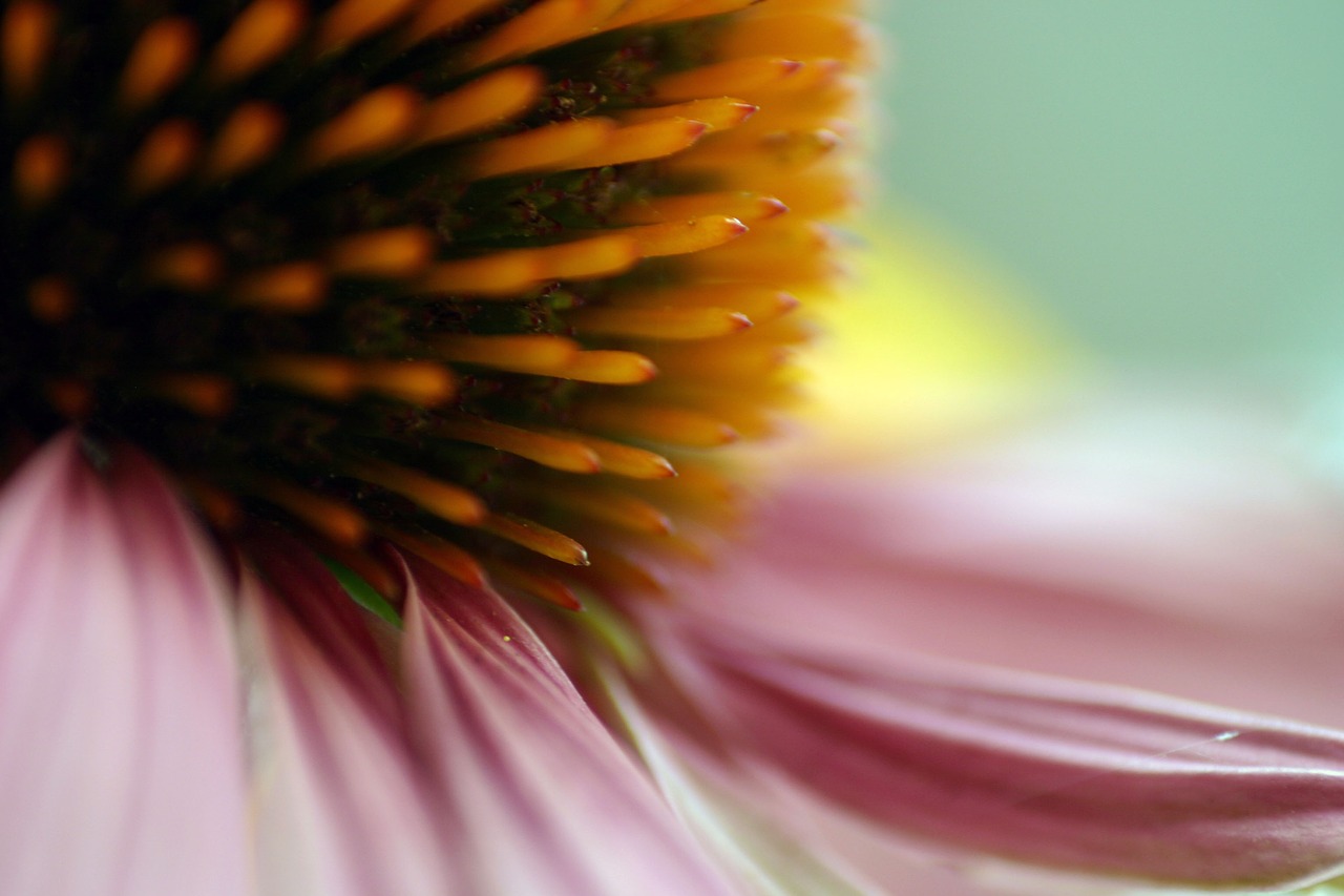 echinacea flower blossom free photo