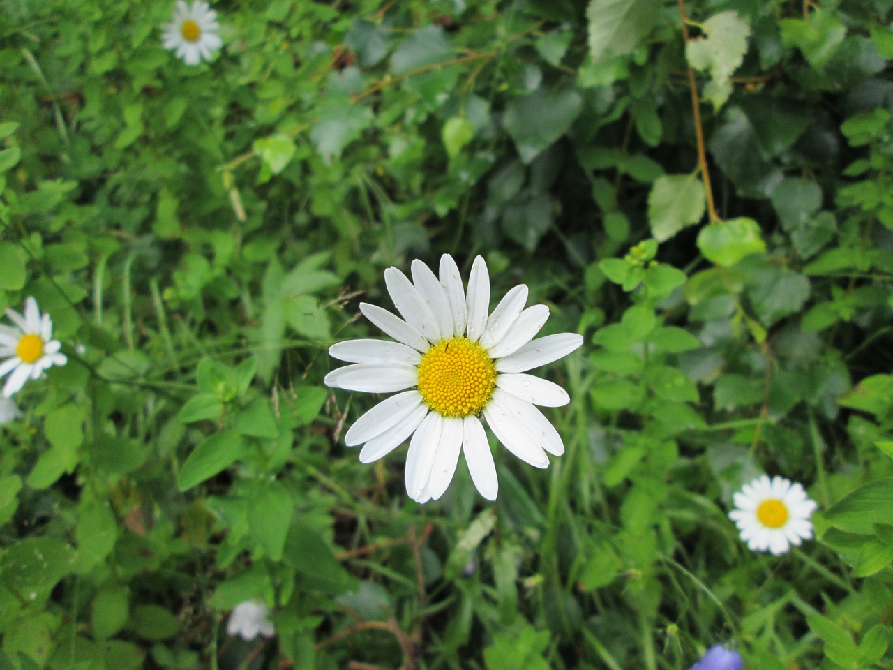 daisy flower plant free photo