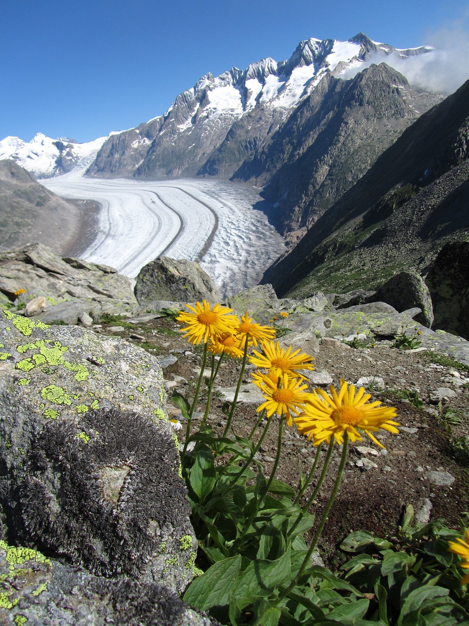 flower glacier mountains free photo