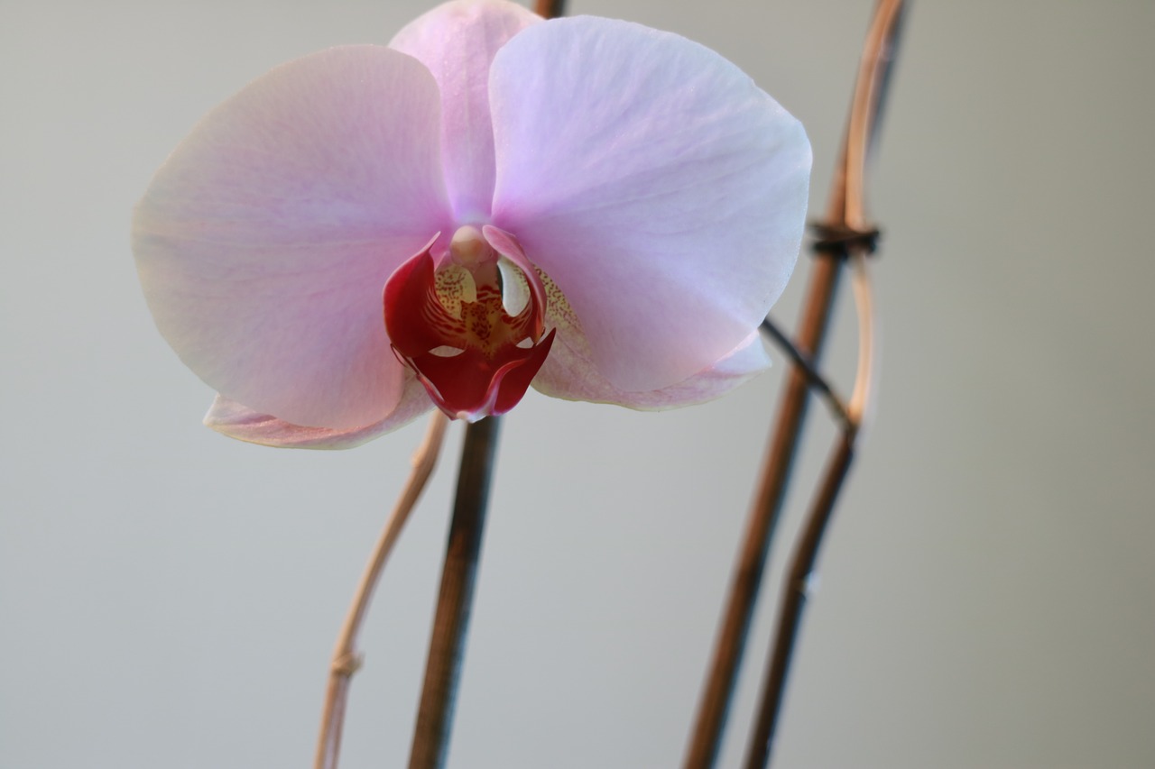 flower orchid lovely free photo