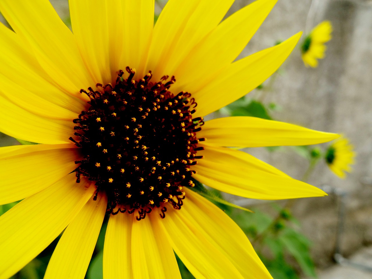 flower sunflower focus free photo