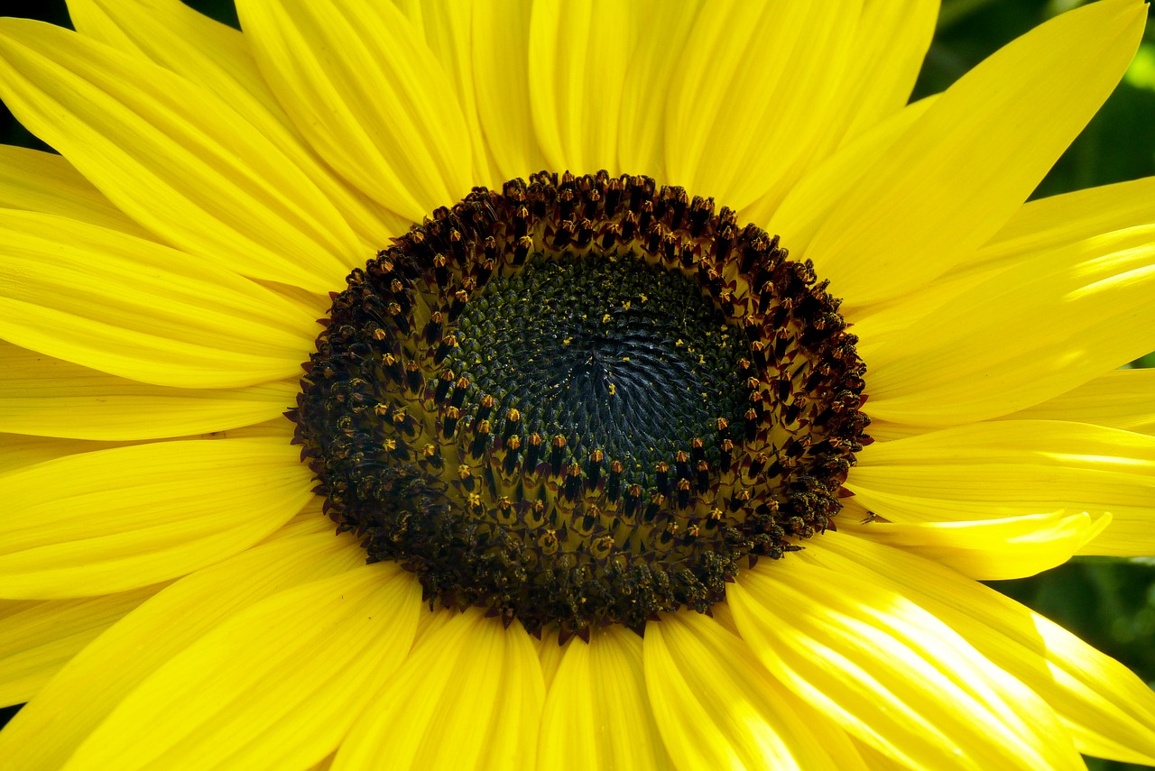 sunflower flower jjmacedo free photo