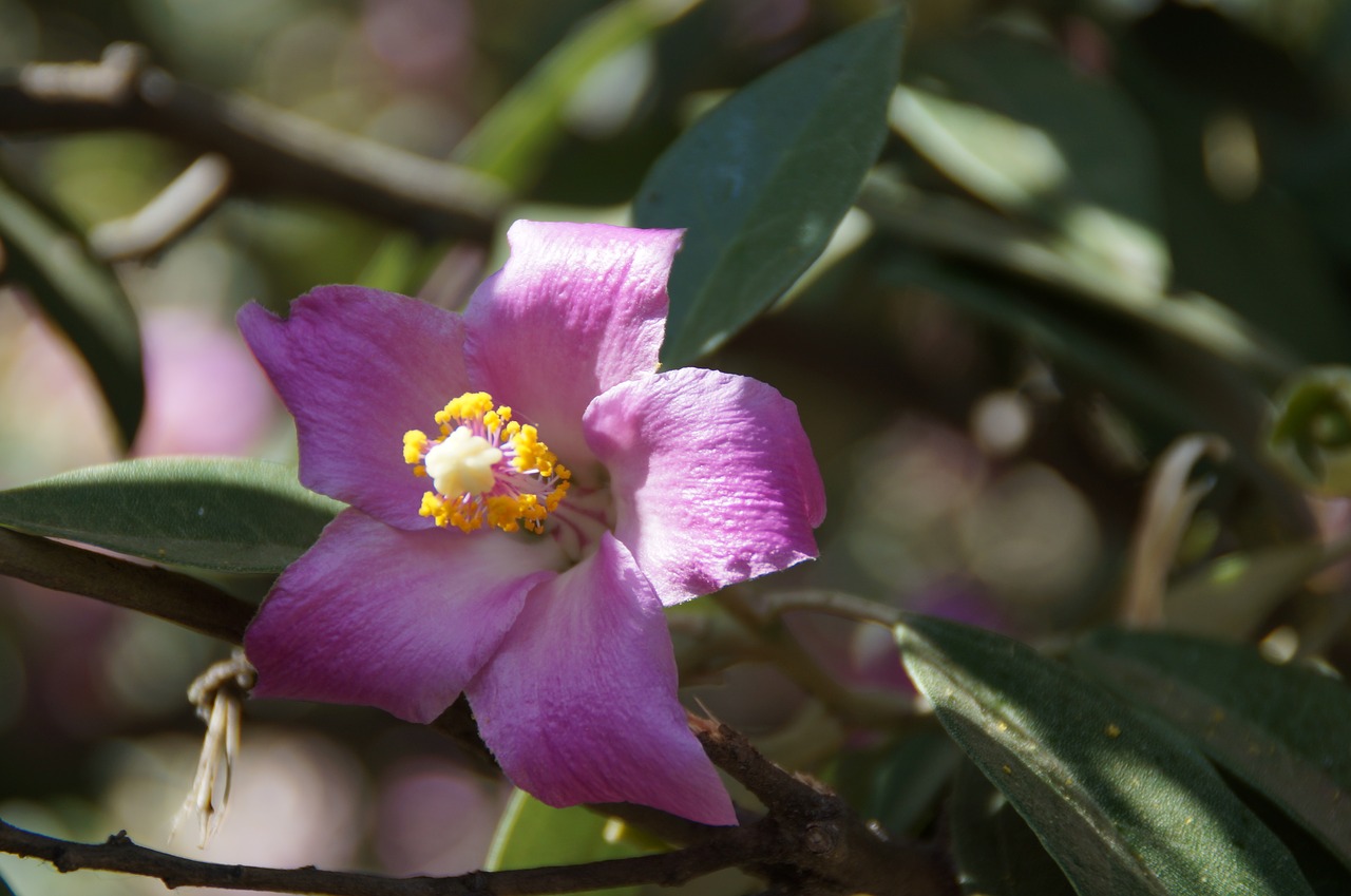 flower purple plant free photo