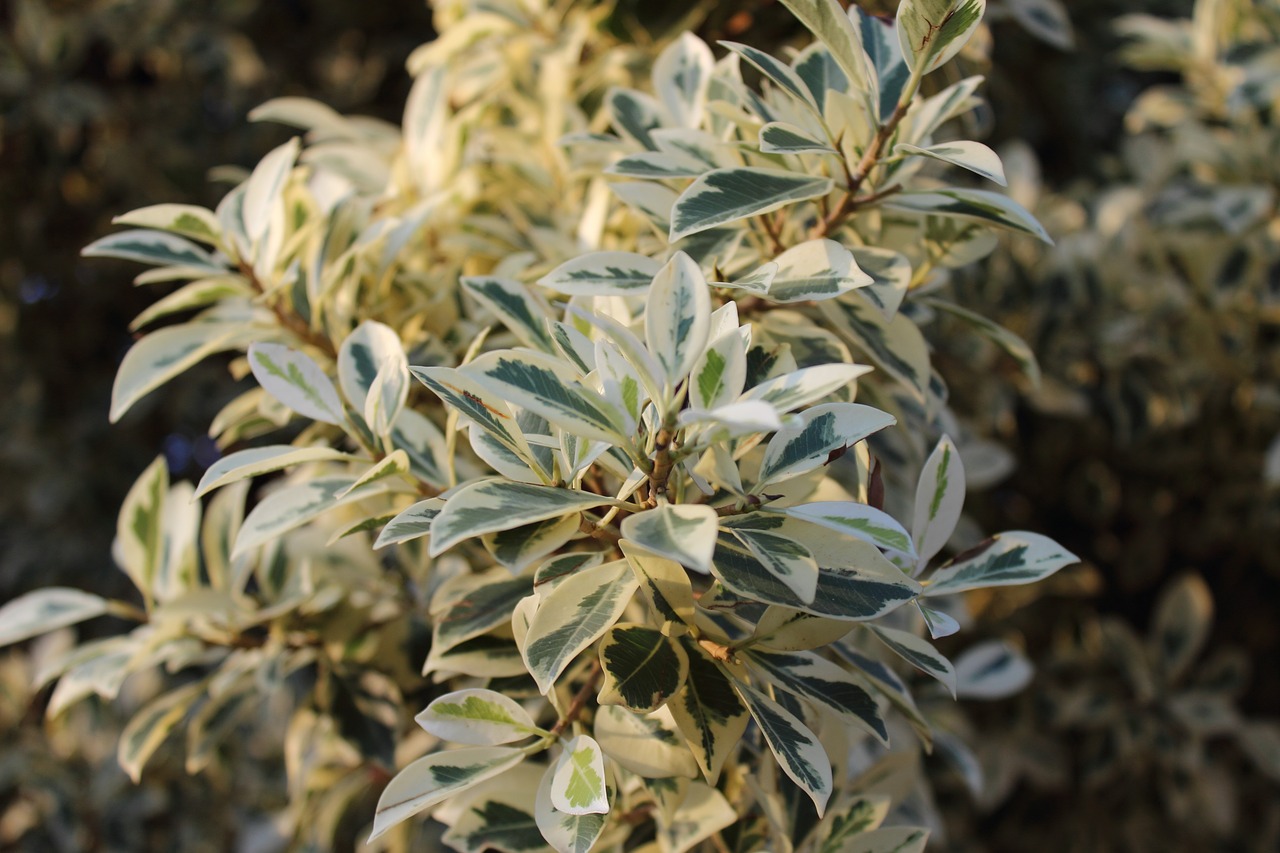 summer plant leaves free photo