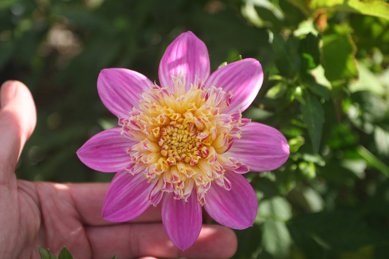 dahlia variety alphen perl flower free photo