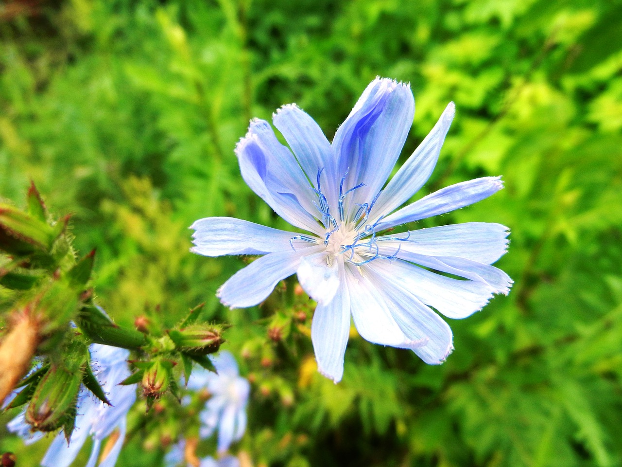 flower stamens posts free photo