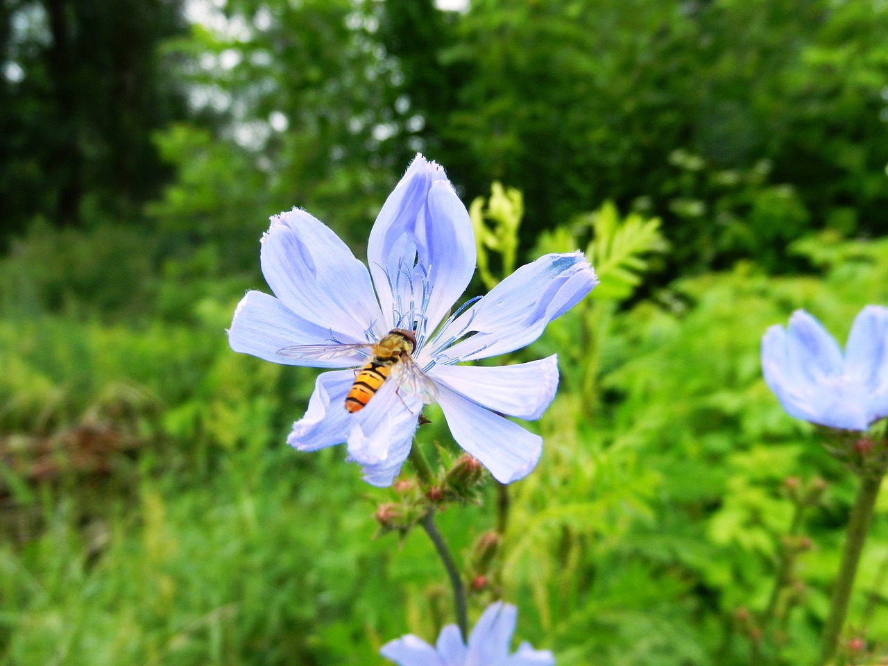 flower bee pollinate free photo