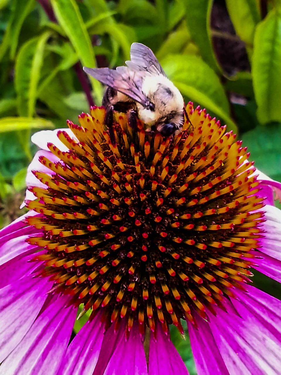 echinacea flower bee free photo