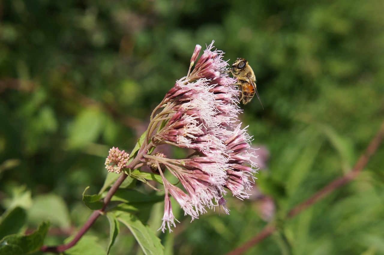 flower pink bee free photo