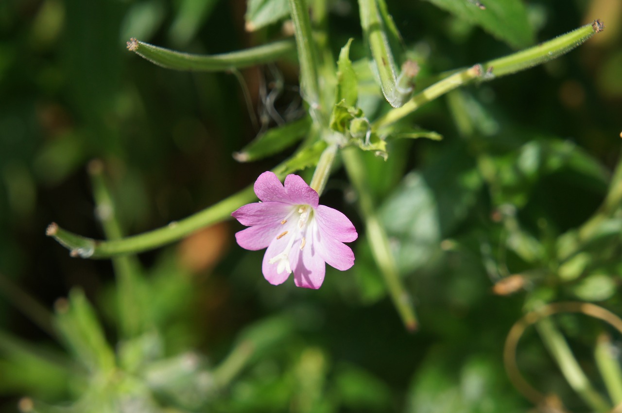 flower pink nature free photo