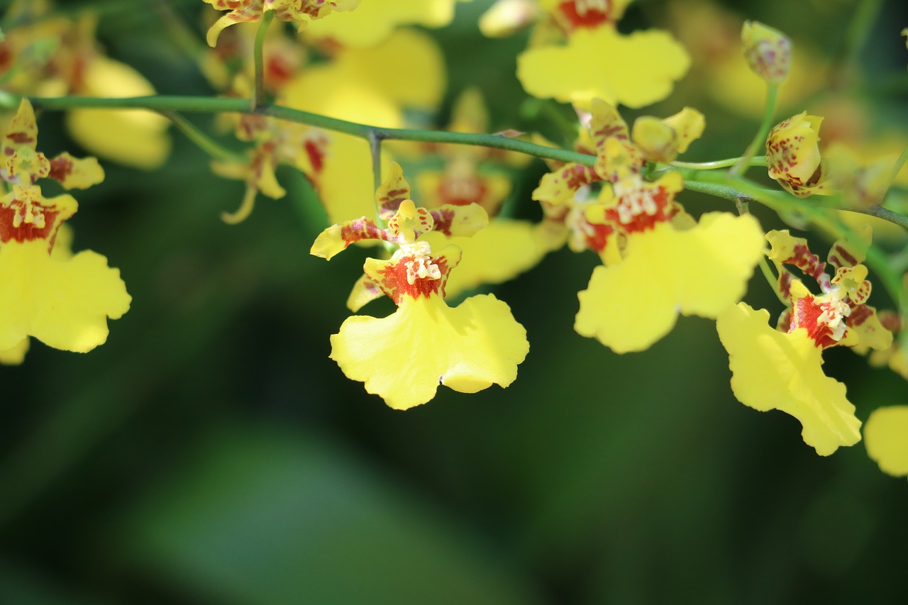 flower orchid yellow free photo
