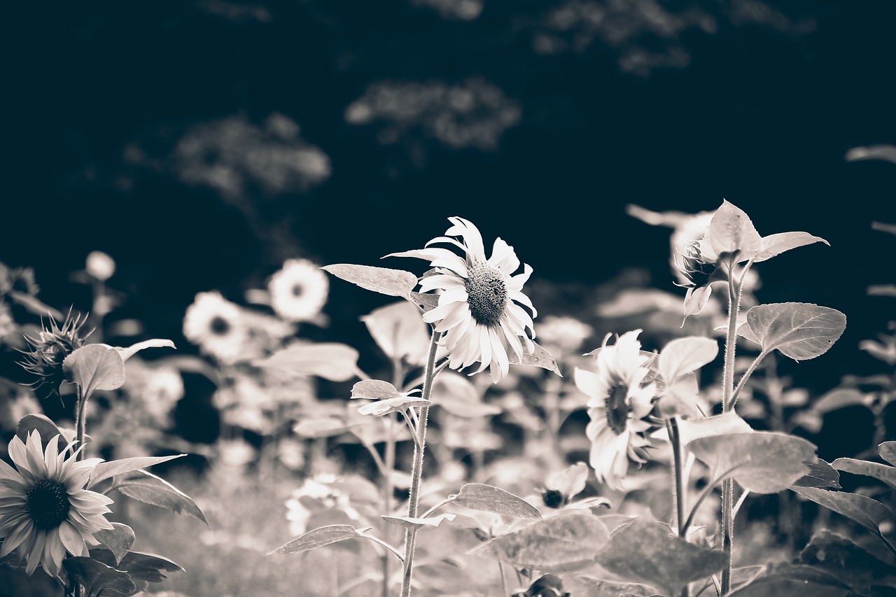 flower sun flower nature free photo