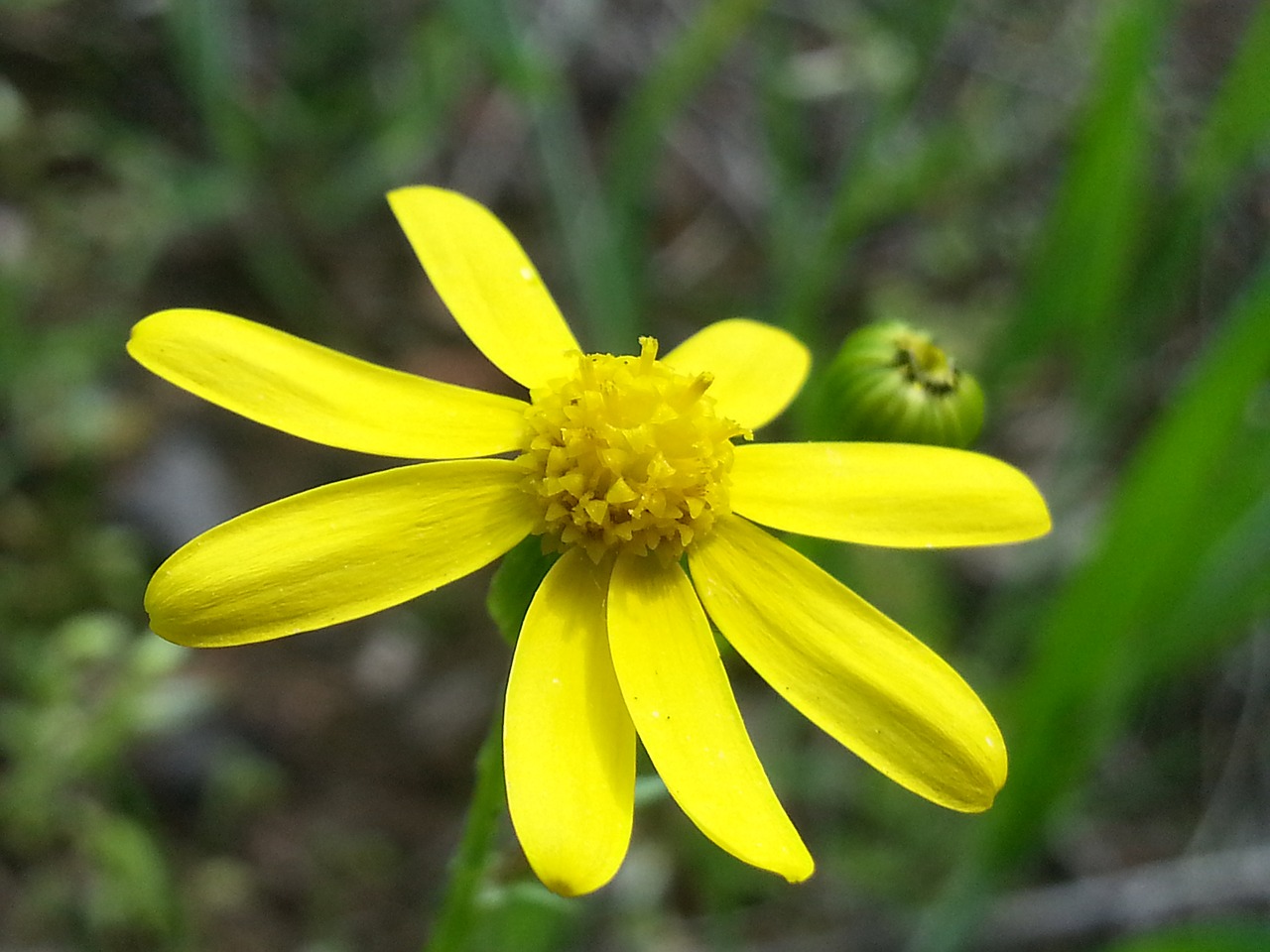 flower nature plant free photo