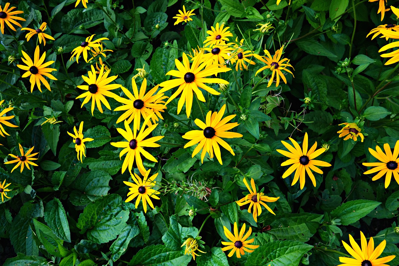 flower plant yellow flower free photo