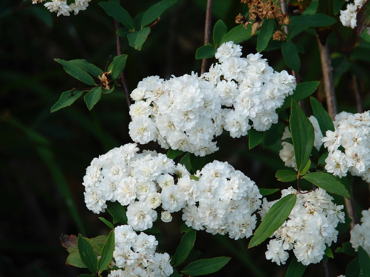 flower bloom white free photo