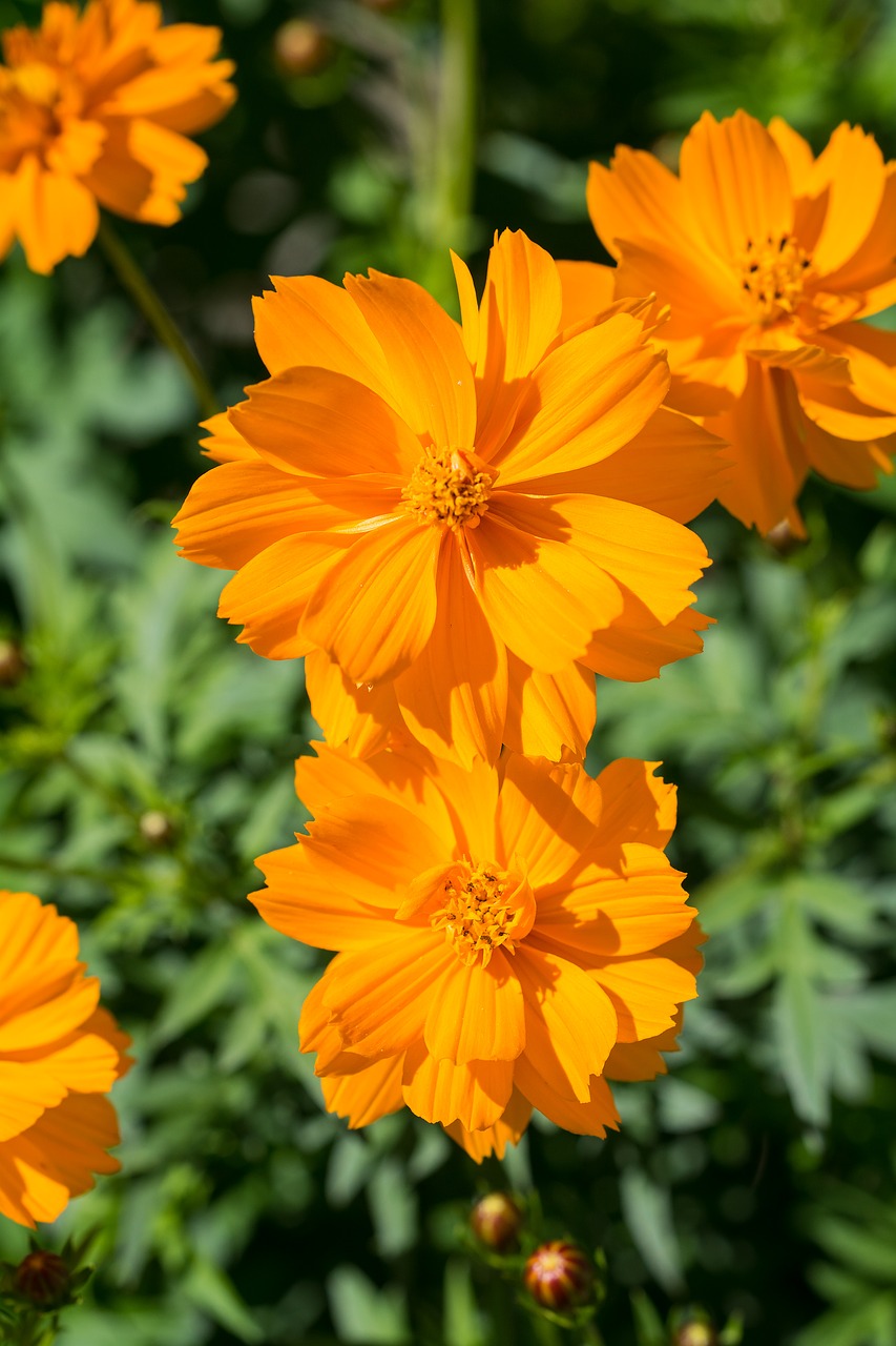 flower orange orange flower free photo