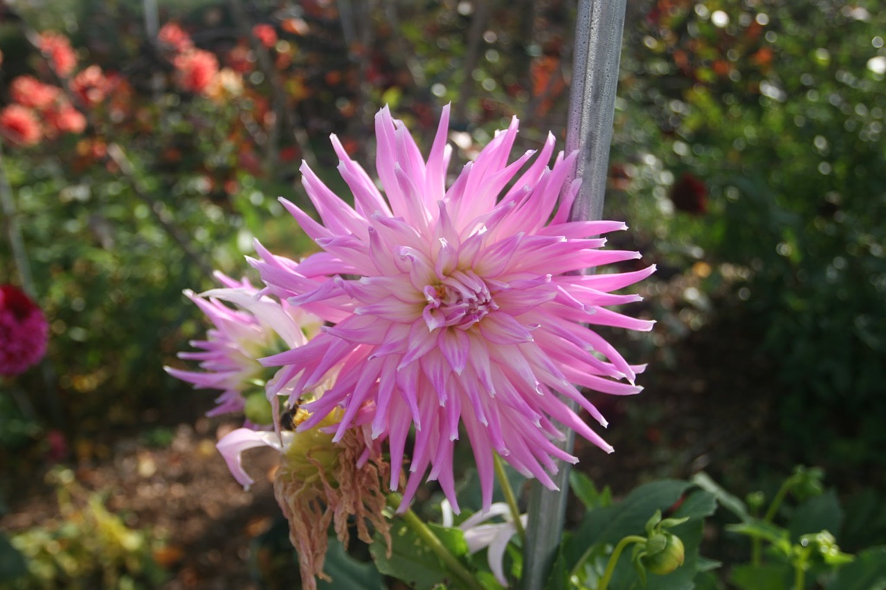 dahlia mingus gregory cactus form free photo