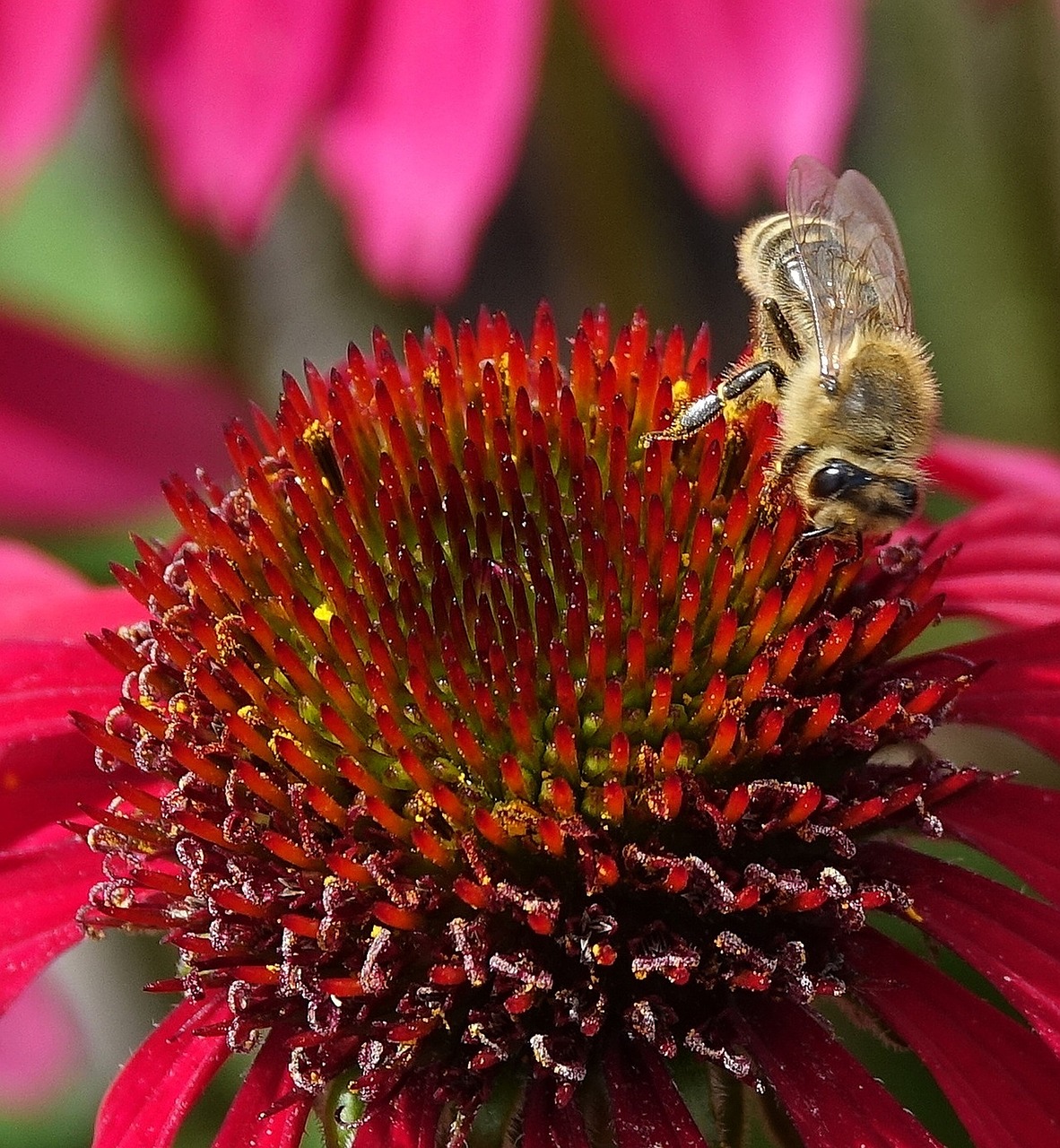 flower bee nature free photo