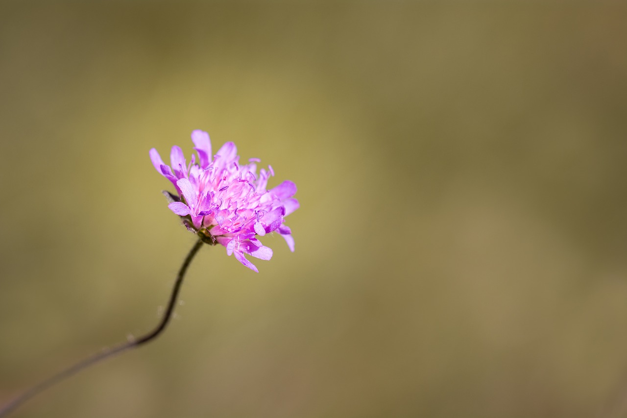 flower pointed flower pink free photo