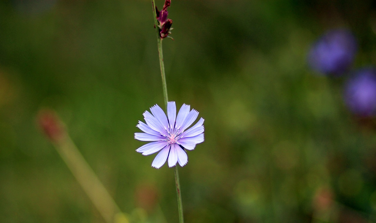 chicory flower blue free photo