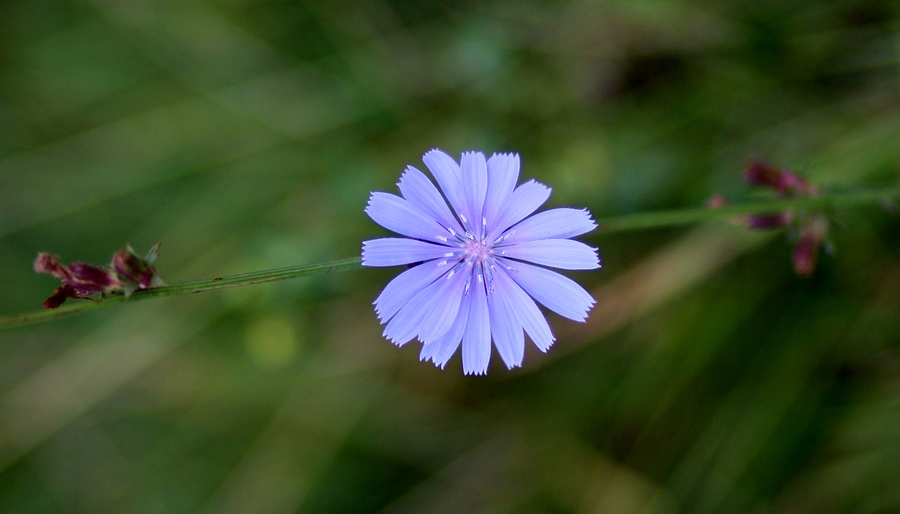 chicory flower blue free photo