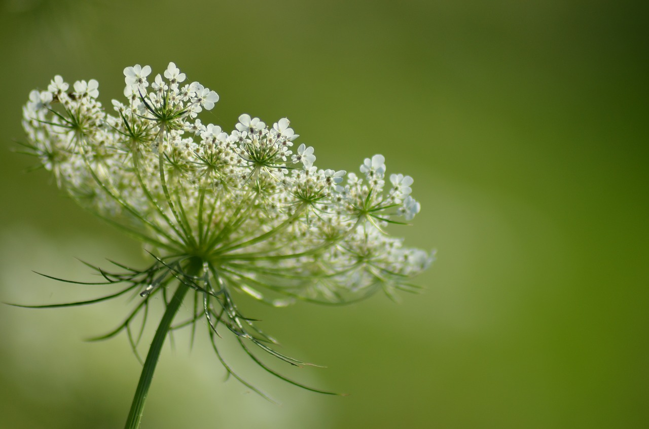 flower fleurs des champs pre free photo