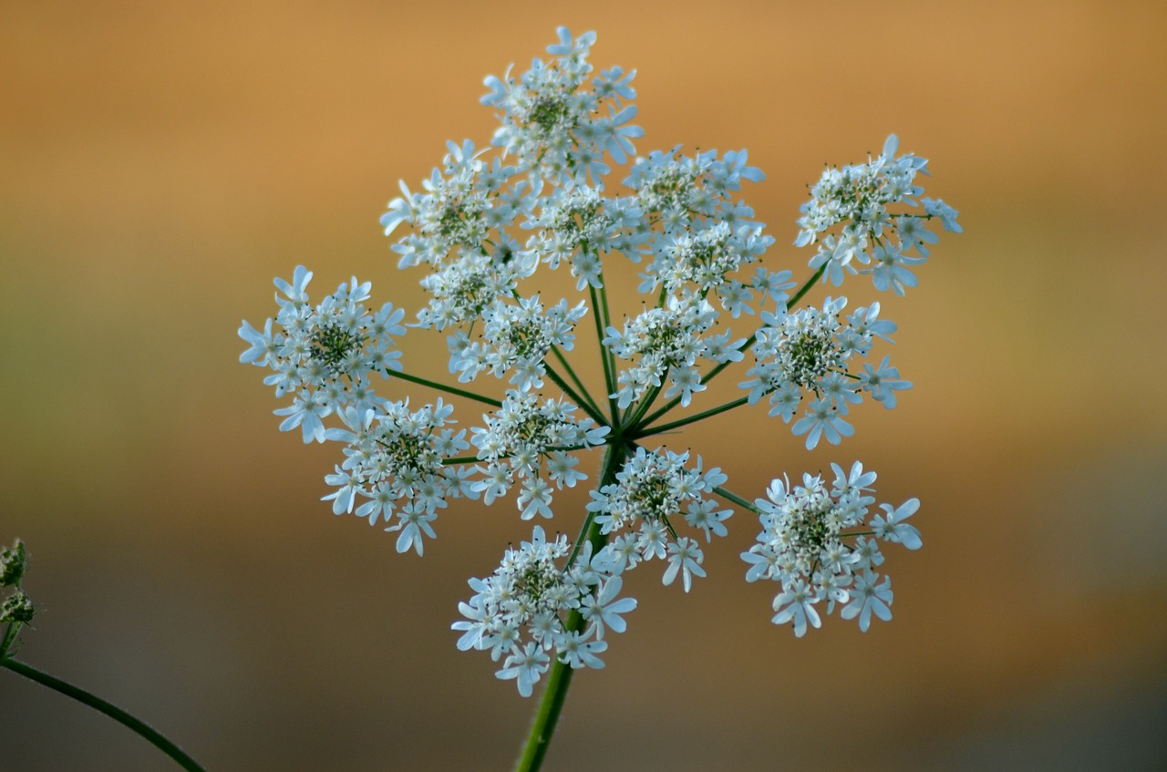 flower fleurs des champs pre free photo