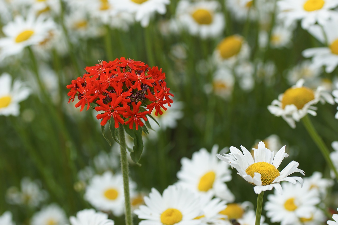flower daisy red free photo