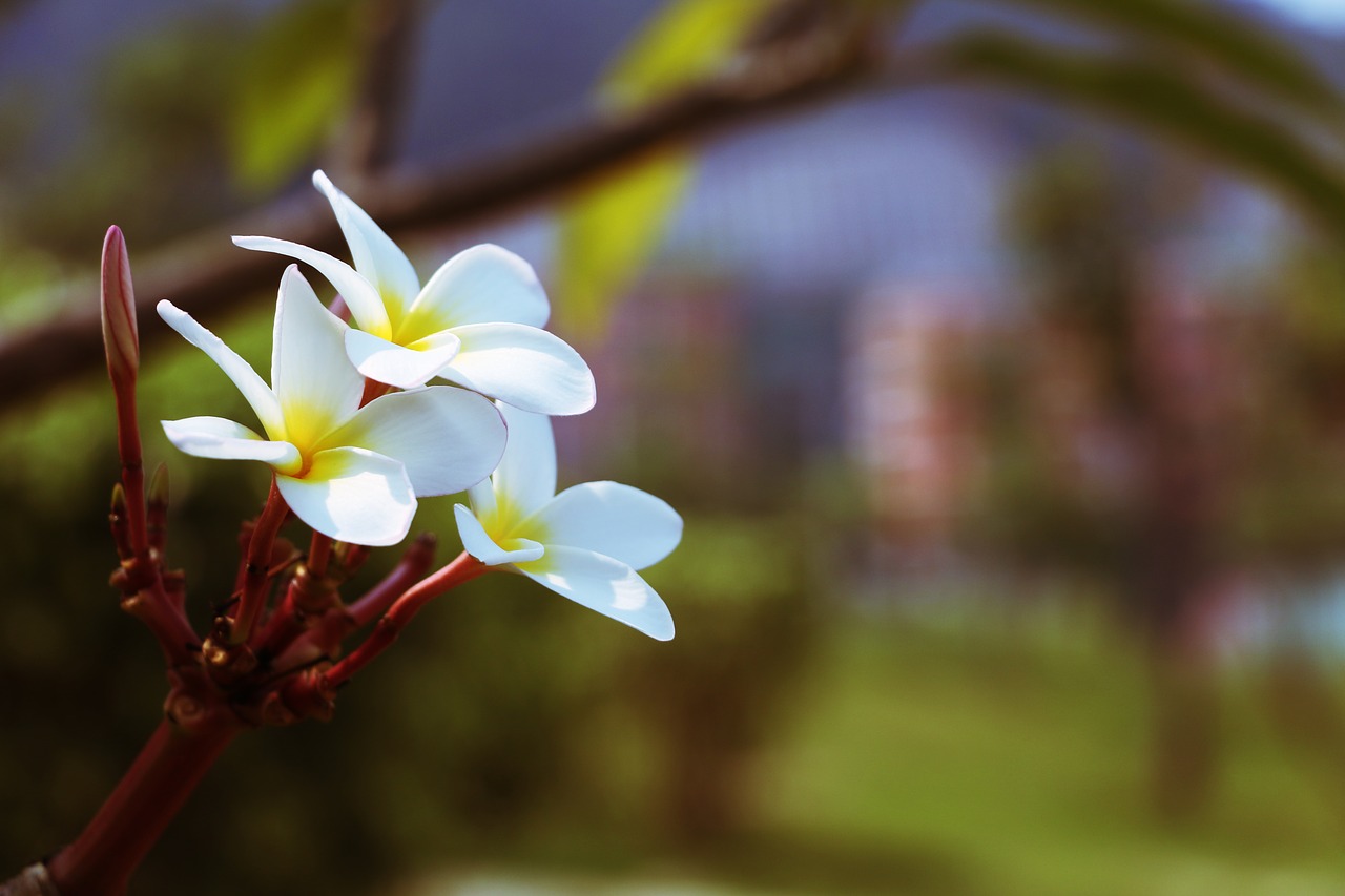 flower plumeria fry free photo