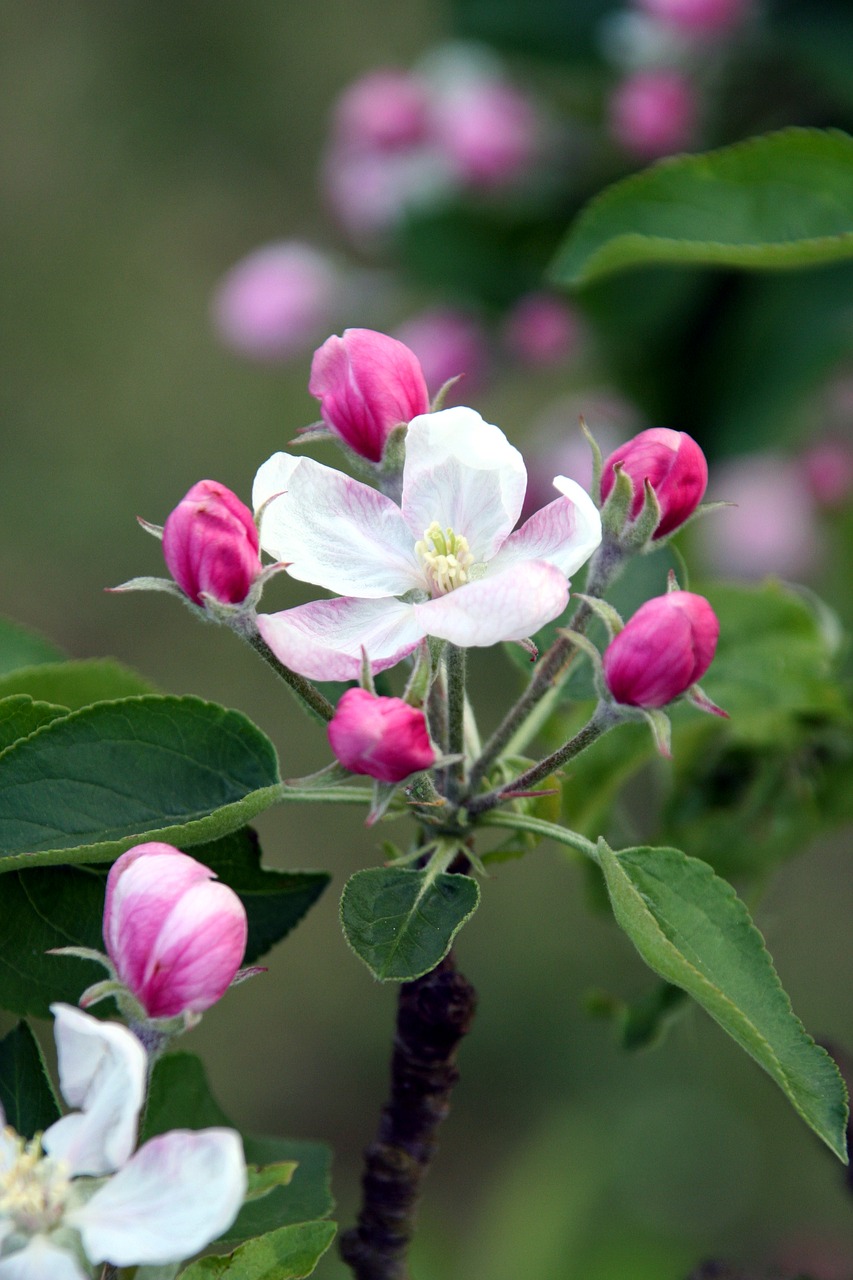 flower tree apple free photo