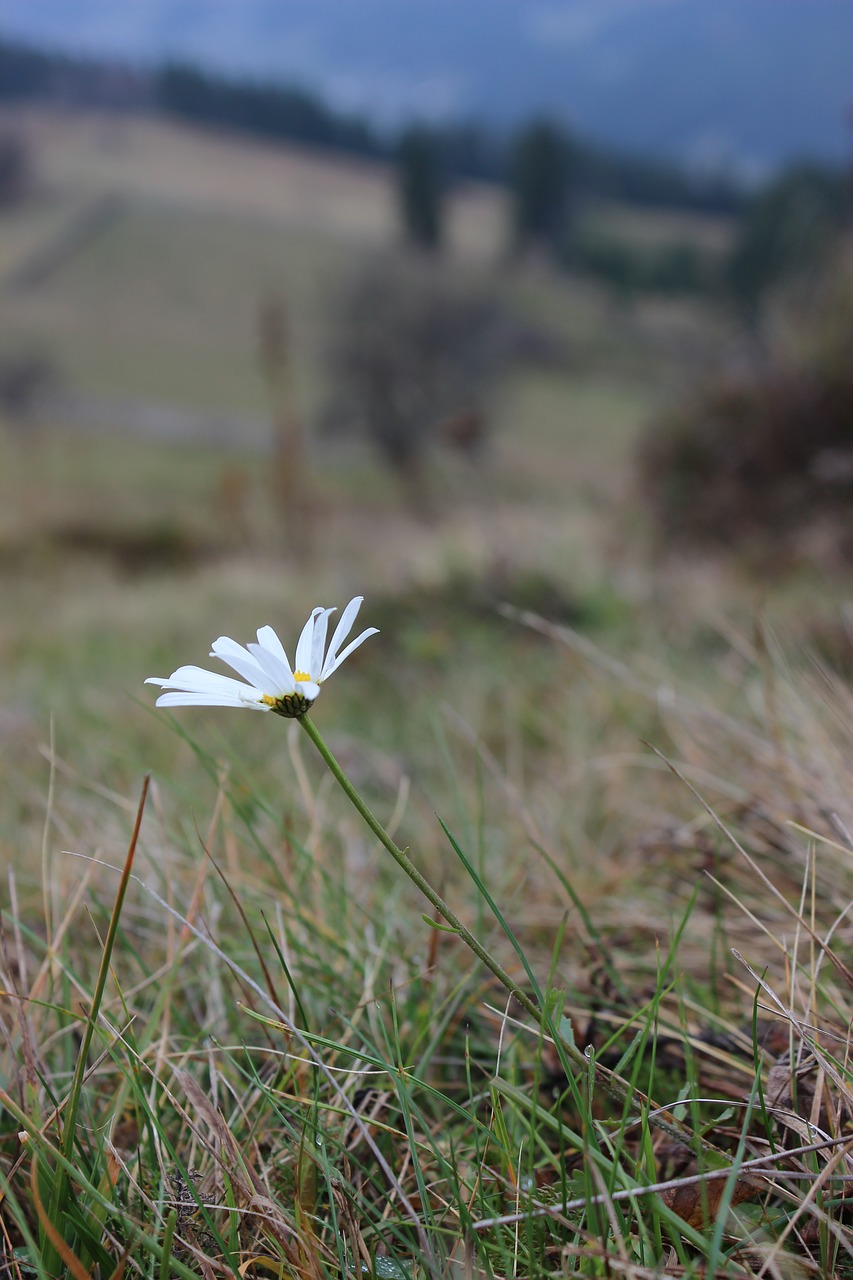 daisy flower flowers of the field free photo