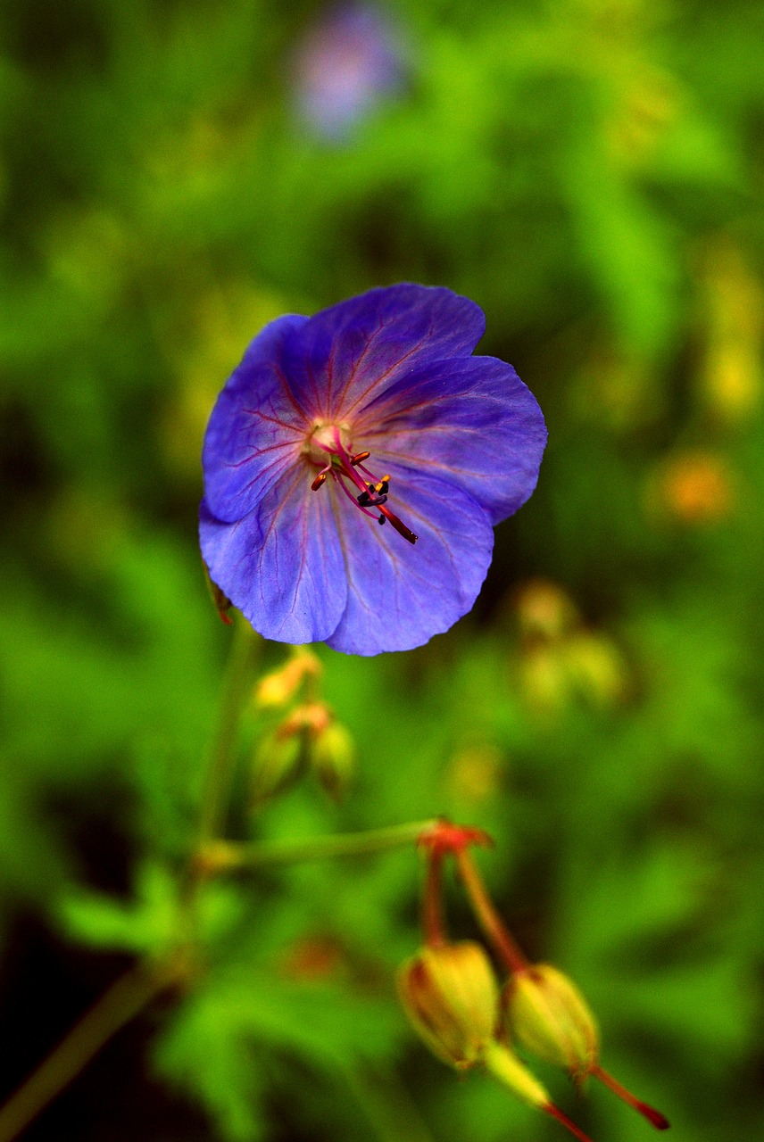 flower nature green free photo