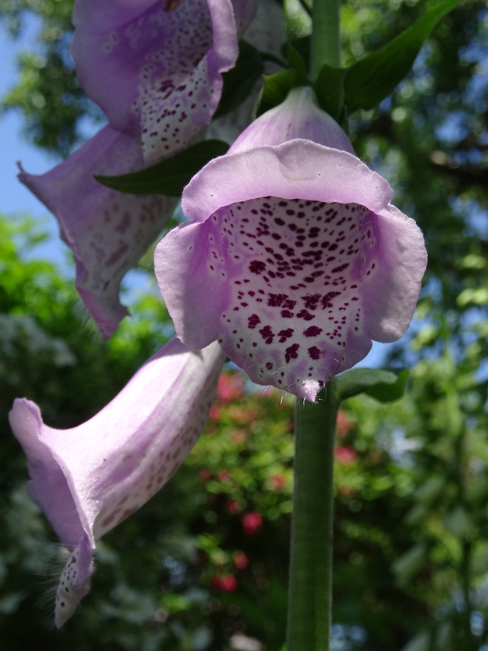 flower thimble toxic free photo