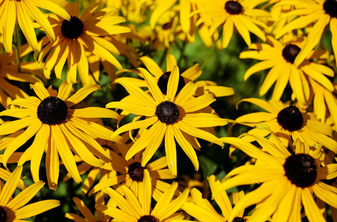 flower sun hat ordinary sonnenhut free photo