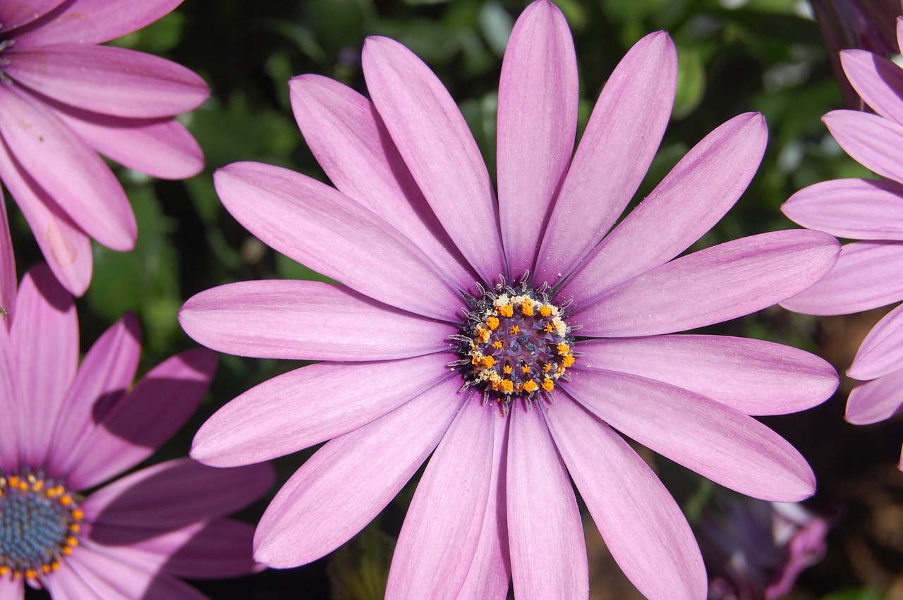 flower plant spring free photo