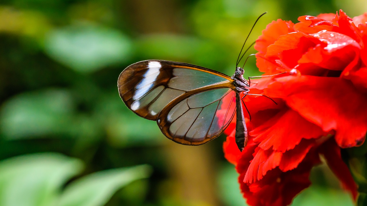 flower butterfly insect free photo