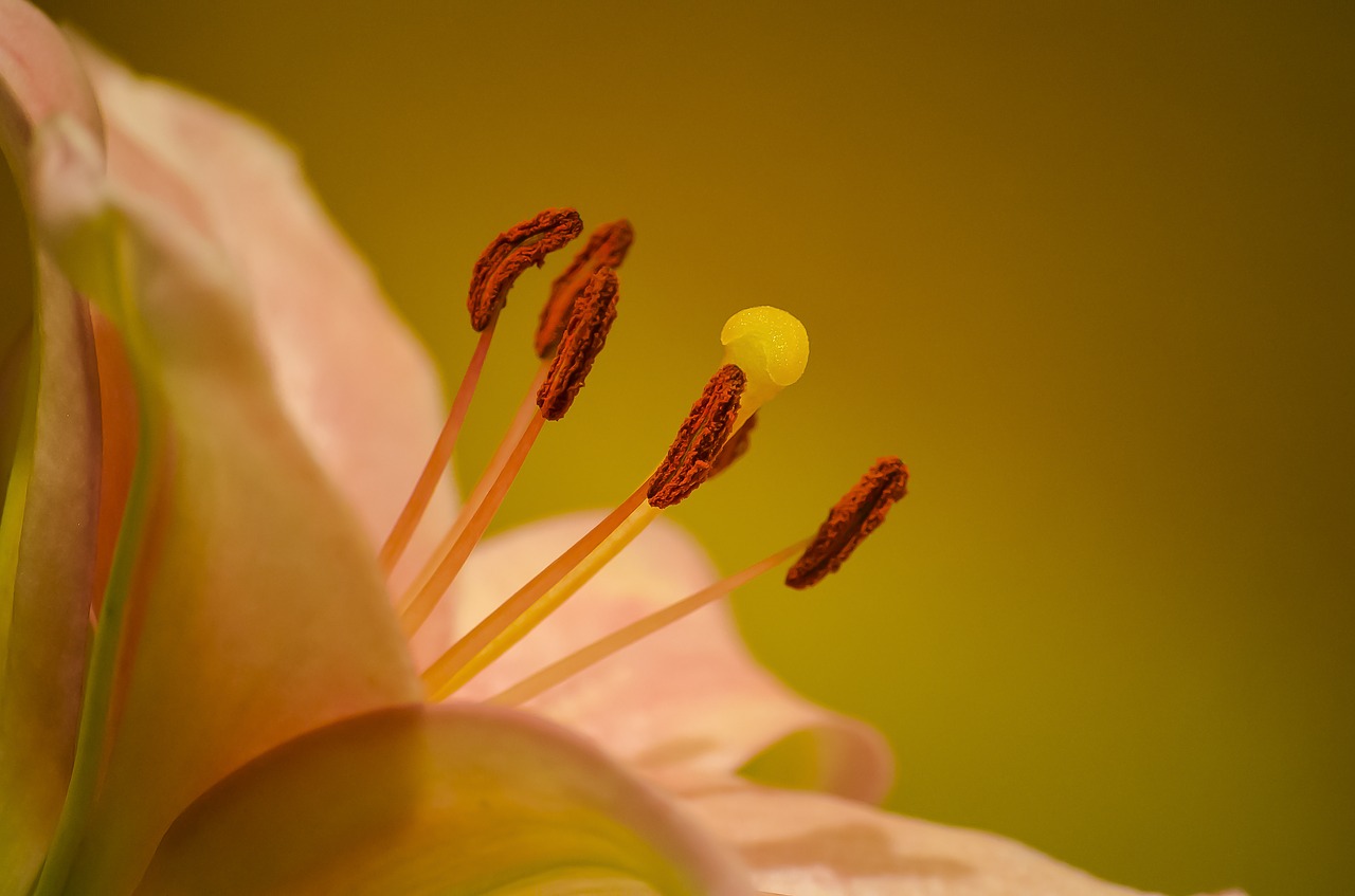 flower lily mood free photo