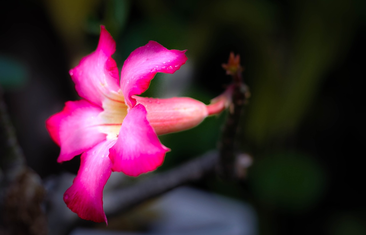 flower pink plant free photo