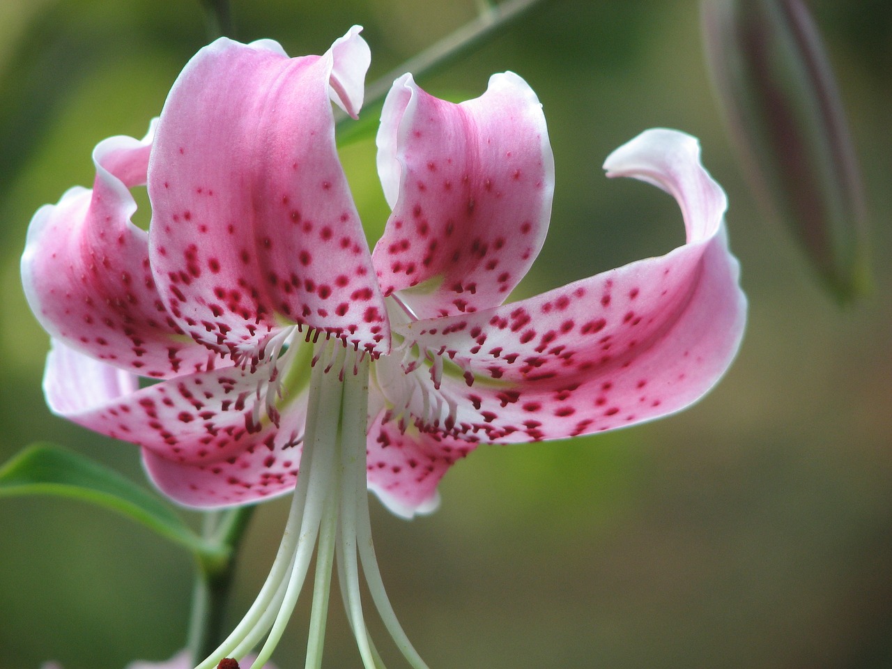 flower orchid blossom free photo