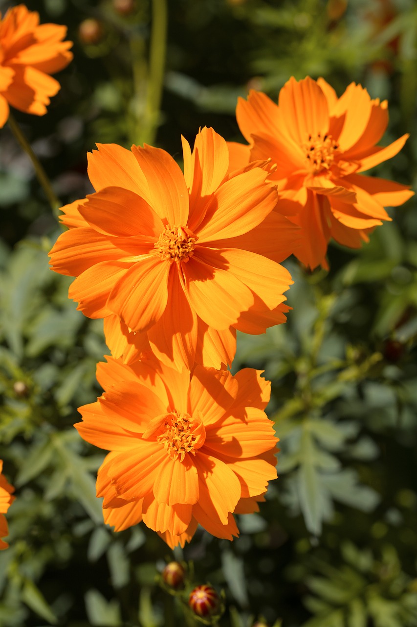 flower orange blossom free photo