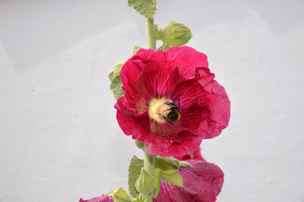 flower pink hollyhock bee free photo